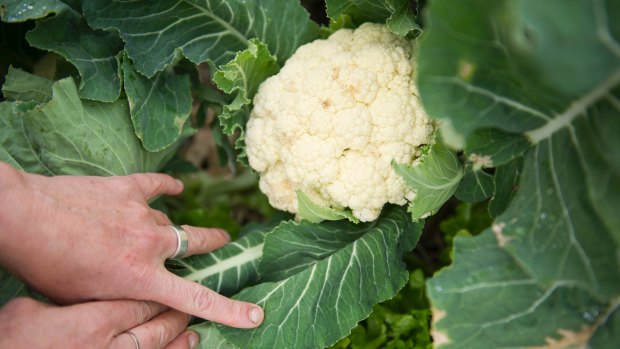 Dr Christiane Keller's garden produces a good crop of cauliflower.