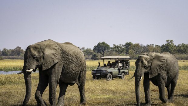 A file picture of elephants at a safari park in Botswana.