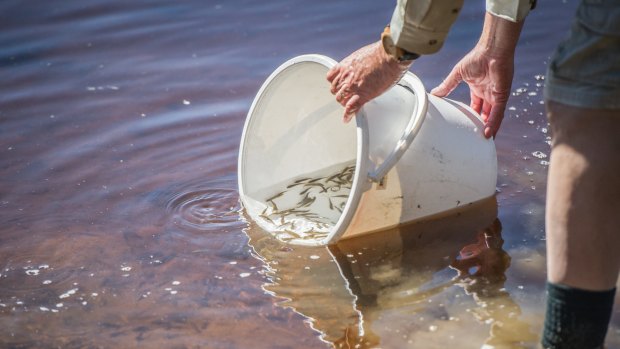 Murray cod and golden perch being released at Tuggeranong on Thursday.