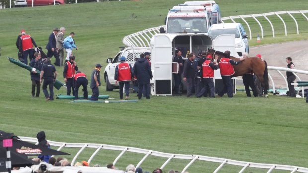 Regal Monarch being led into an equine ambulance after the fall at Flemington. 