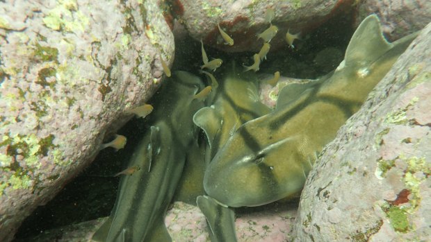 Sharks have personalities - and some sharks are more shy than others.