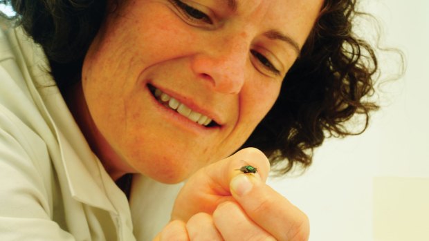 Victoria Police forensic scientist Dr Annalisa Durdle will explain at a public talk how the common blowfly can fight crime.
