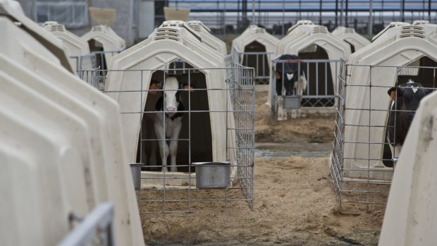 Calves in kennels at a dairy farm in China.