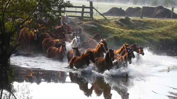 Running of the Horses at Glenworth Valley.