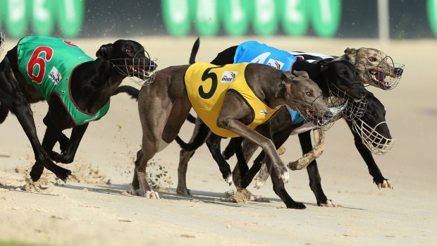 Time running out: greyhounds racing at Richmond in Sydney. 