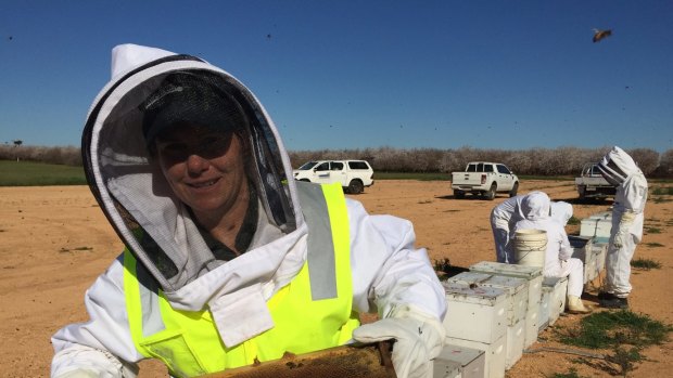 Bee biosecurity officer Jessica Hartland conducts surveillance of some of the many beehives brought into the Robinvale region.