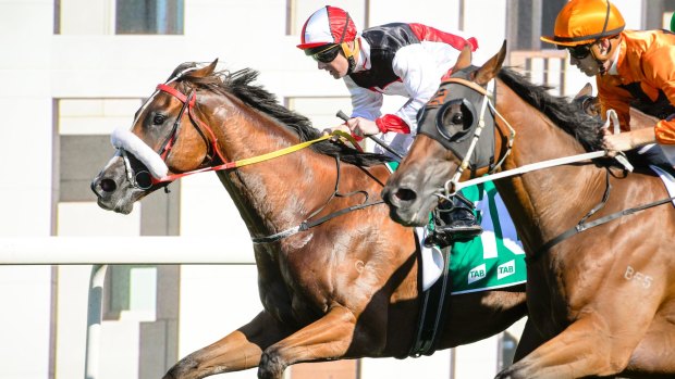 Canberra Cup winner Almost Court is a shot in the group 3 Neville Sellwood Stakes.