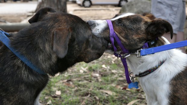 Milo and Missy sniff each other at Weston Park, 10 months after they were found dumped in a box in Higgins.