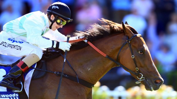 Old-stager: Monton is one of two hopes for Ron Quinton in the Razor Sharp Quality.