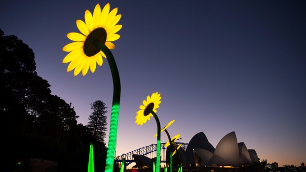 A queue of illuminated sunflowers forms part of Vivid Sydney 2017 in the Royal Botanic Garden.