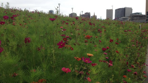 A flower meadow at Birrarung Marr, in the heart of Melbourne's CBD.