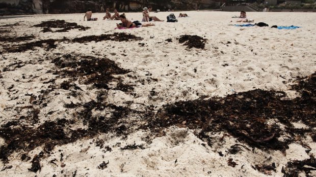 Seaweed washed up Tamarama Beach.