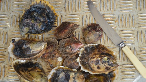 Native Agnasi oysters and Akoya pearl oysters, ready to eat...