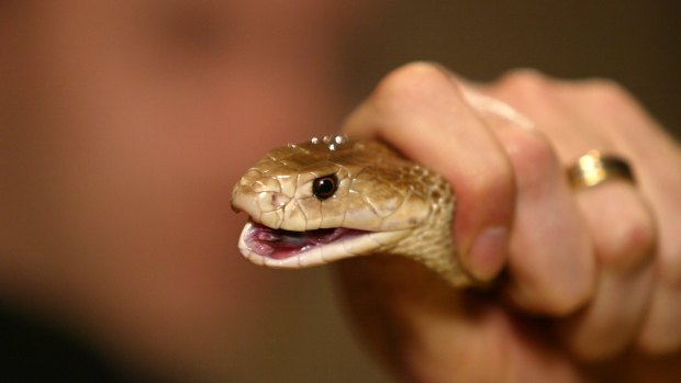 The man was bitten by a taipan in his lounge room.