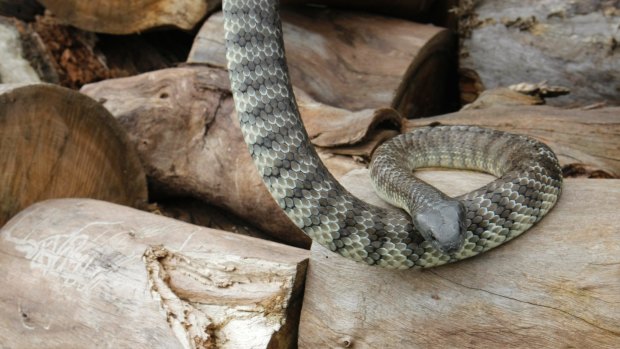 Two tiger snakes were reportedly found on St Kilda beach.