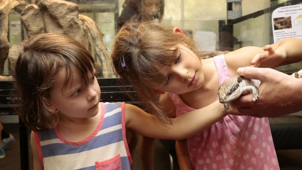Ella Zochling, 4, and Maisie Zockling, 5, of Tennant Creek have a close look at a blue tongue lizard at the Snakes Alive exhibition at the Australian National Botanic Gardens.