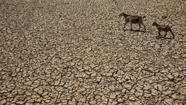 Indonesia's national disaster management agency has declared the majority of the country's 34 provinces are experiencing drought caused by the El Nino.
