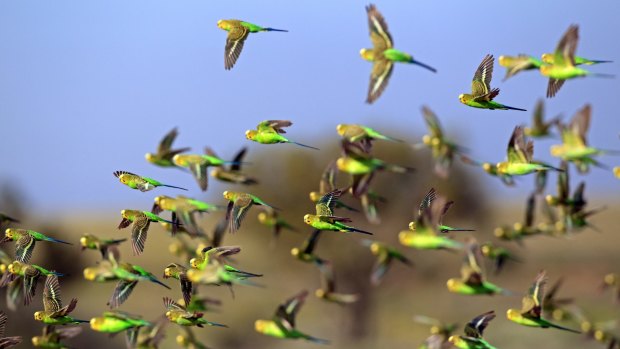 A university study has shown budgerigars avoid collision by always veering right.