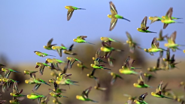 A university study has shown budgerigars avoid collision by always veering right.