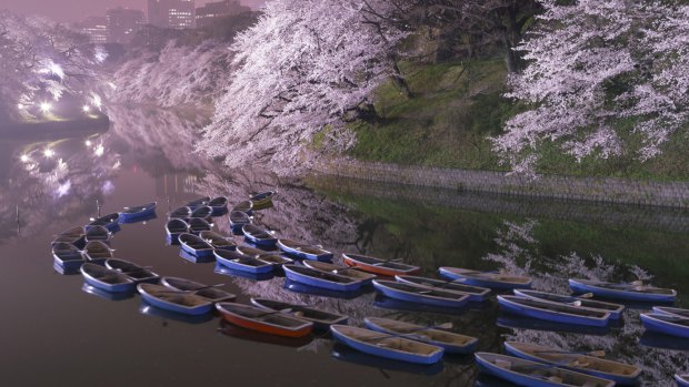 Fishing boats as the cherry blossoms bloom. 