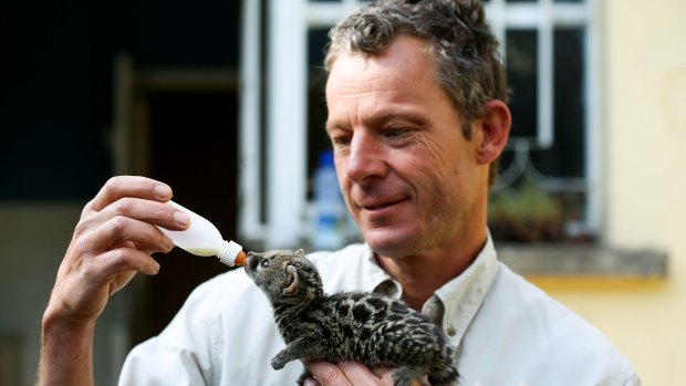Offering sanctuary: Stephen Brend, who is returning home, feeds a three-week-old genet.