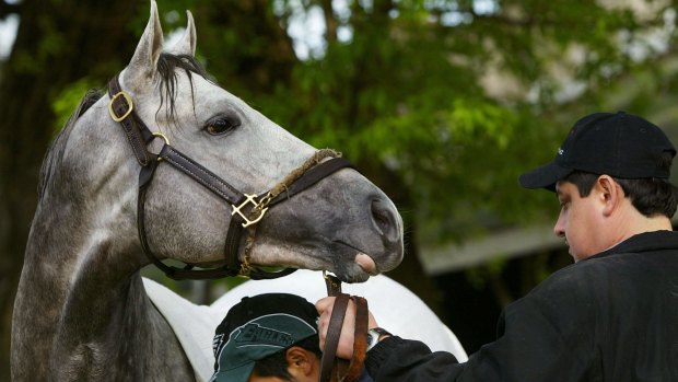 Sire and mighty: Sensational US stallion Tapit.