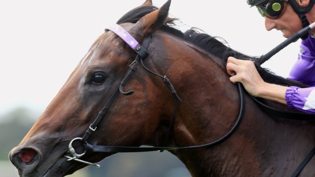 Travel happy: Queensland horse Whittington will run in Melbourne on Saturday.
