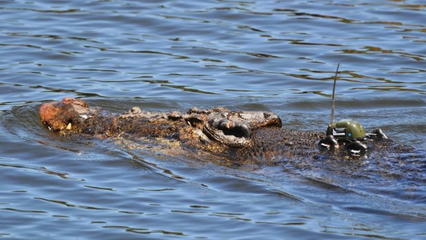 A crocodile with a GPS tracking device.