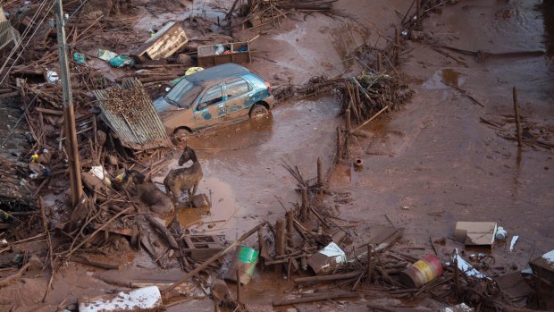 Horses struggle in the mud in the small town of Bento Rodrigues, Minas Gerais, Brazil after the Samarco dam burst.