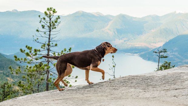 Bella (Shelby) is the undisputed star of the film.