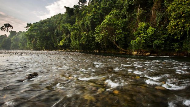 A river in the Leuser Ecosystem.