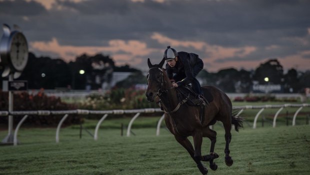 Weight of expectation: Hugh Bowman rides Winx during trackwork.