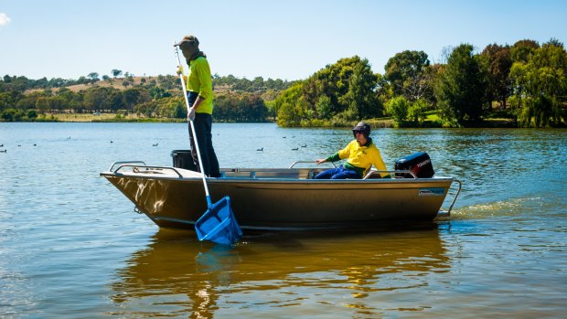 TAMS staff clean up the waters of Lake Tuggeranong.