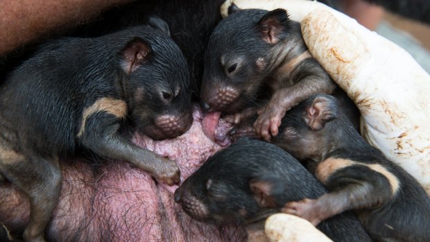 Four-month-old Tasmanian devil joeys in their mother's pouch at Devil Ark in the Barrington Tops.