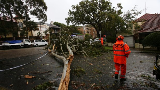 Hazards: SES workers clear up a fallen tree in Bellevue Hill. 