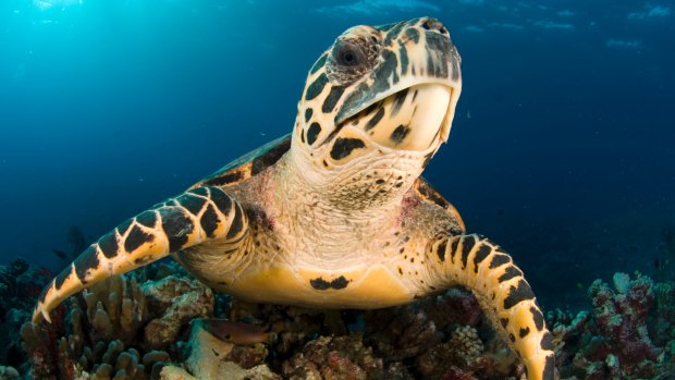 Fiji turtle conservation is underway at Turtle Island.