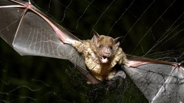 Earth is full of bloodsuckers such as the vampire bat.