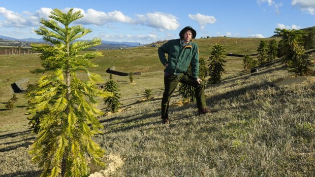 David Noble has been recognised at the National Arboretum in Canberra for his discovery of the Wollemi pine in 1994. 