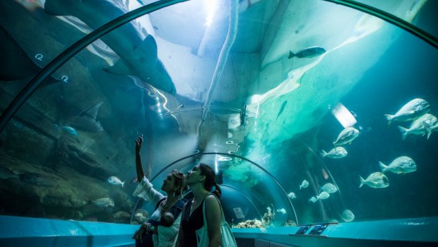 The majority of animals will be relocated to aquariums in Sydney, Mooloolaba and Melbourne. 