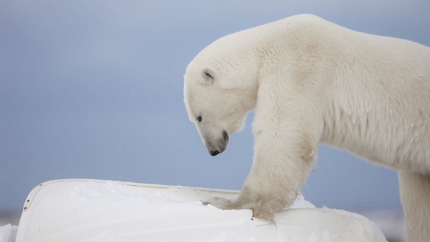Polar bears are in danger of extinction and now it seems environment pollution is reducing the density of bones in their penises, making it more difficult for them to mate.