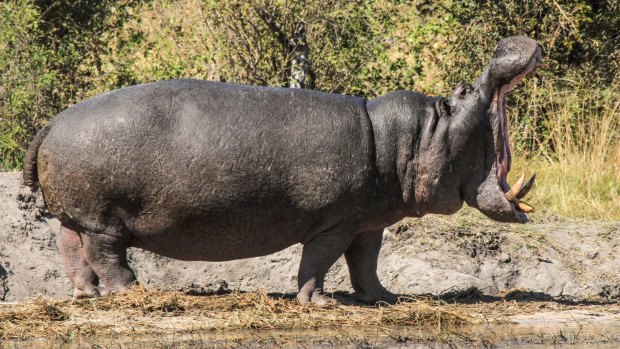 Hippo at Zambezi National Park.