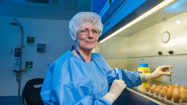 A CSL scientist with eggs used in flu vaccine development and production in Melbourne.
