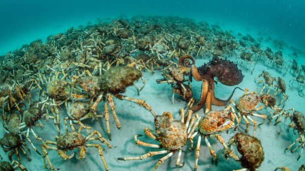 Justin Gilligan captured this image of an unusual encounter between an aggregation of spider crabs and a predatory octopus off Maria Island, Tasmania.