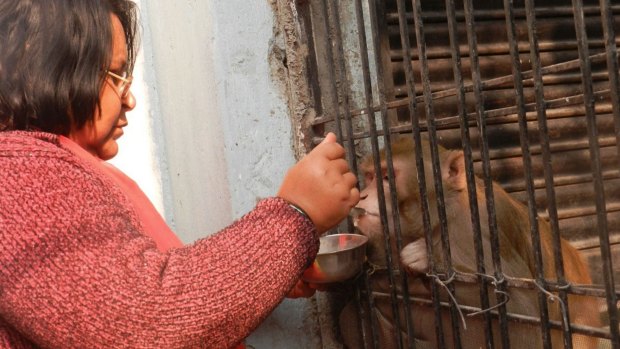 Shabista Srivastava feeds her pet monkey, Chunmun, at her home in Uttar Pradesh.