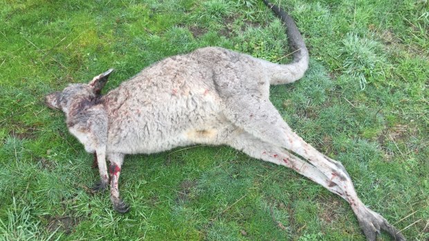 One of the dead kangaroos found on Wednesday.