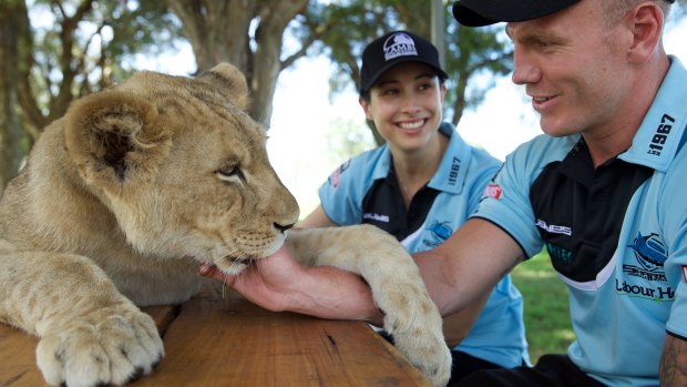 How does my thumb taste? Cronulla forward Luke Lewis and his wife Sonia with eight-month-old lion cub Kibulu, from Zambi Wildlife Retreat. Zambi cares for animals retired from the zoo, circus and entertainment industries.