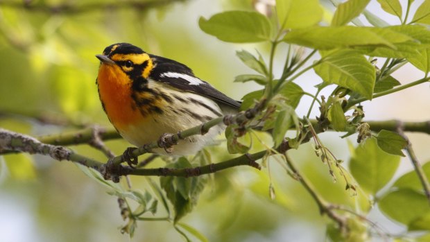 A Blackburnian warbler, the bird that introduced Phoebe Snetsinger to her passion.