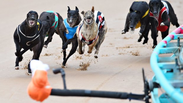 Border Park owners say the Tweed Heads track has been valued between $15 million and $20 million.
