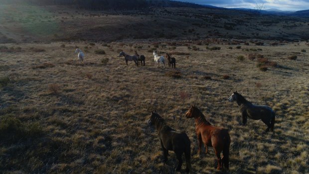 What to do with the wild horses has vexed park ranges for decades.