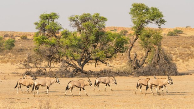 A herd of gemsbok in the dry Auob river bed in Kgalagadi Transfrontier Park.  